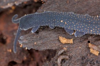 Media type: image; Invertebrate Zoology 29204